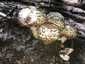 Csoportos csiperke (Agaricus bohusii), Budai-hegység